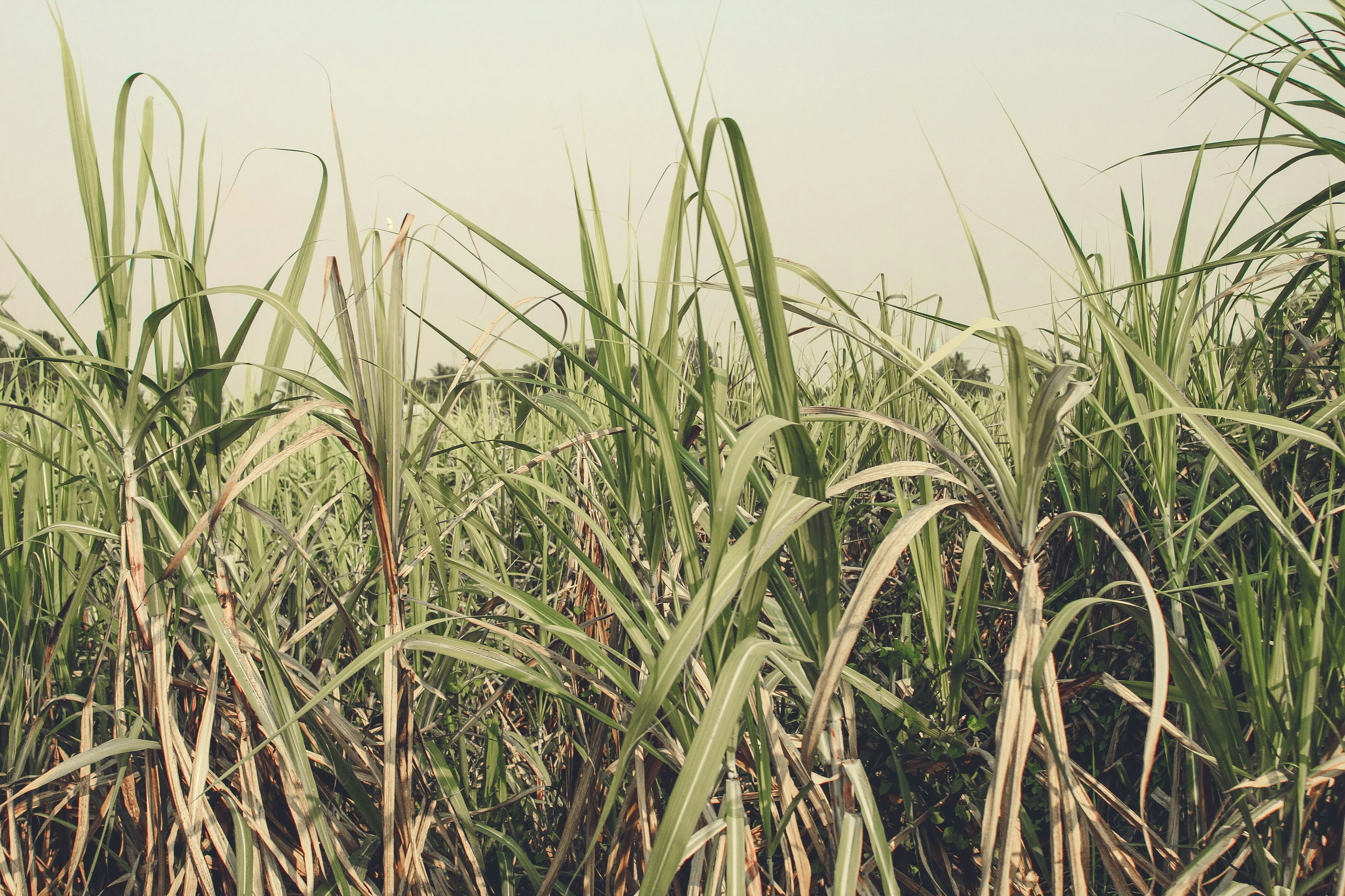 Violence of Sugar: Girmit and Canadian Business in Colonial Fiji