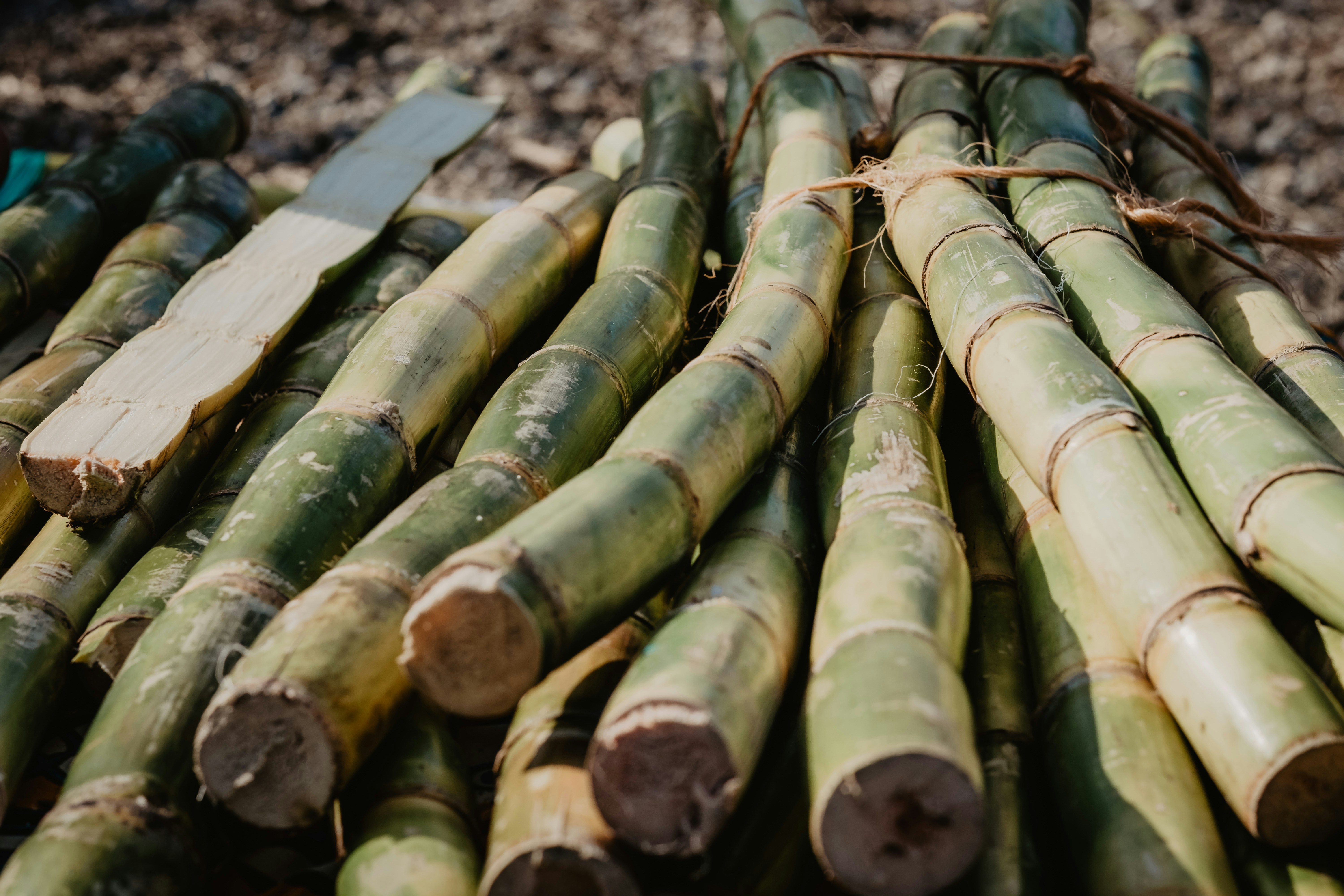 Harvested sugarcane stalks.